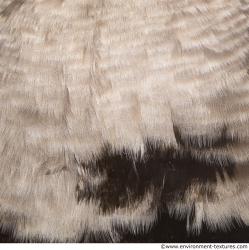 Photo Textures of Animal Skin